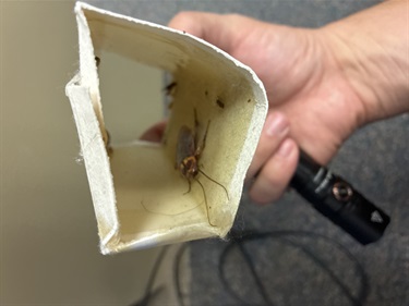 cockroach-caught-in-a-sticky-trap-on-the-9th-floor.jpg